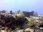 Reef Scape 3