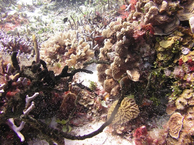 Reef with Baby Fish