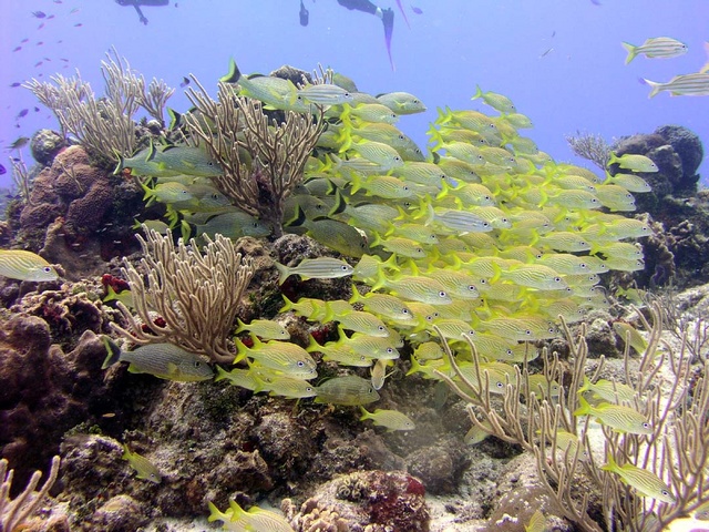 Schooling Fish