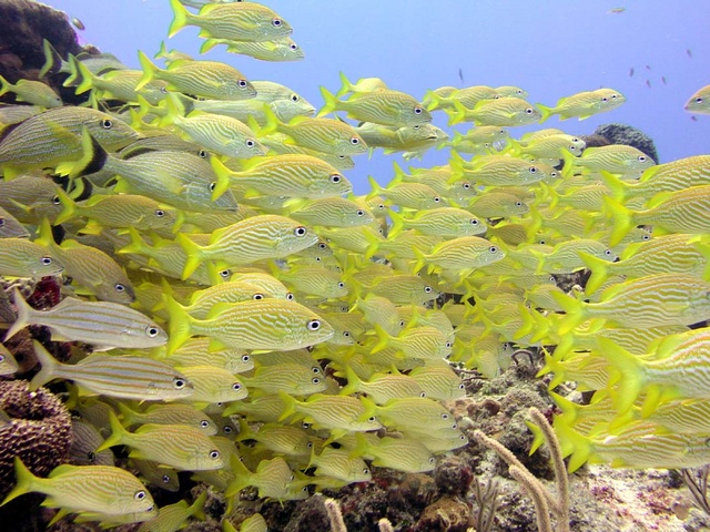 Schooling Fish 2