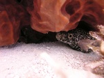 White Spotted Eel Hiding