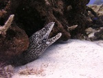 White Spotted Eel Open Mouth