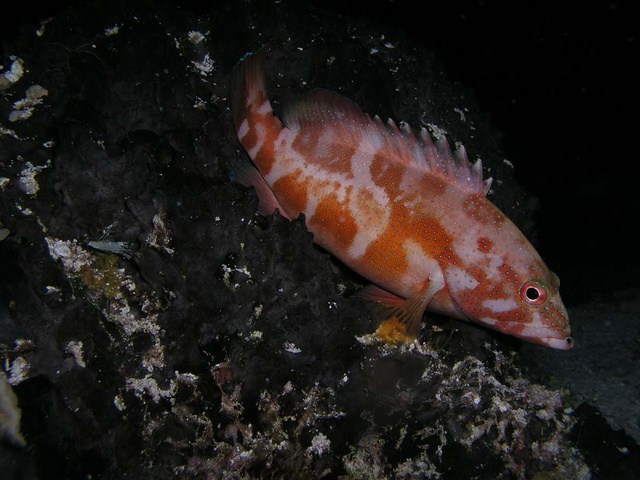 Fish Hugging Rock