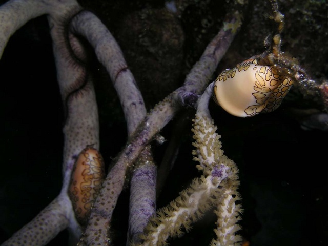 Flamingo's Tongue 7