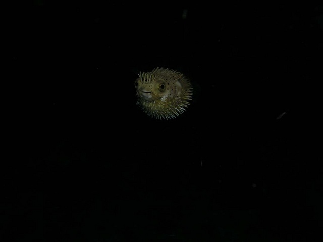 Mad Puffer Fish