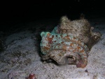 Octopus on Rock