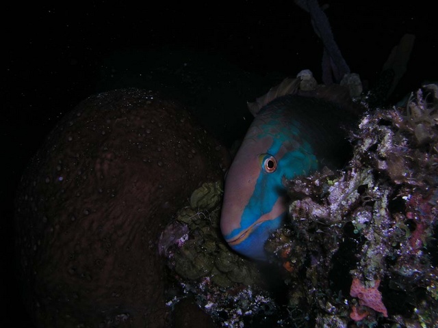 Parrot Fish Sleeping