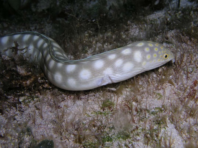 Snake Eel