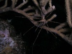 Spider Crab on Coral