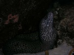White Spotted Eel 3