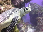 Hawksbill Turtle