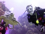 Hawksbill Turtle with Bruce