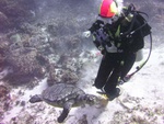 Hawksbill Turtle with Christa
