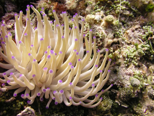 Purple Bulb Tipped Anemone