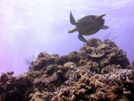 Turtle on Reef