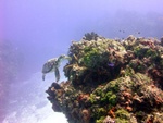 Turtle on Reef 2