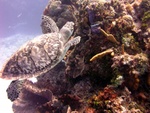 Turtle on Reef 3