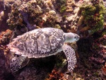 Turtle on Reef 4