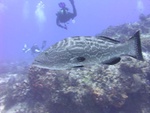 Giant Grouper 5