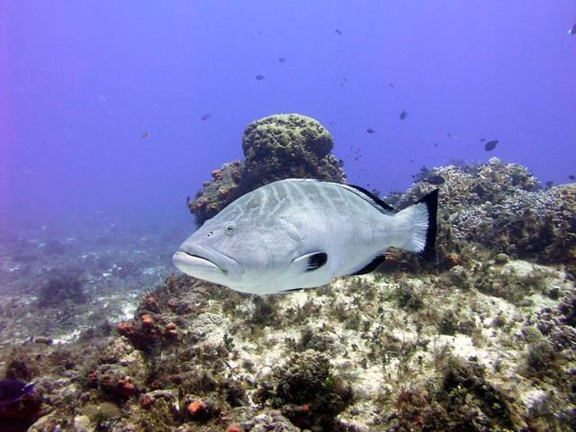 Giant Grouper 7