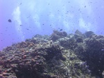 Reef Scape 9