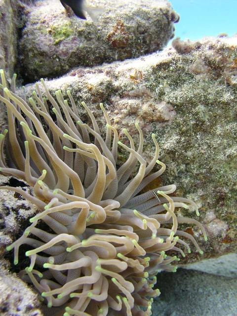 Anemone 3