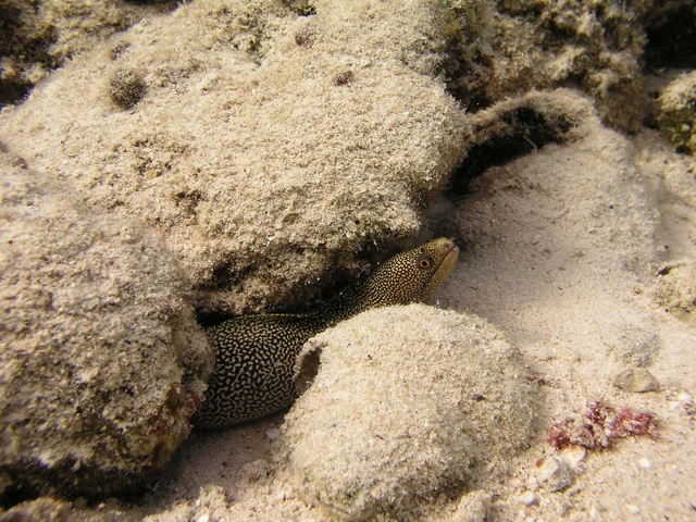 Eel 3