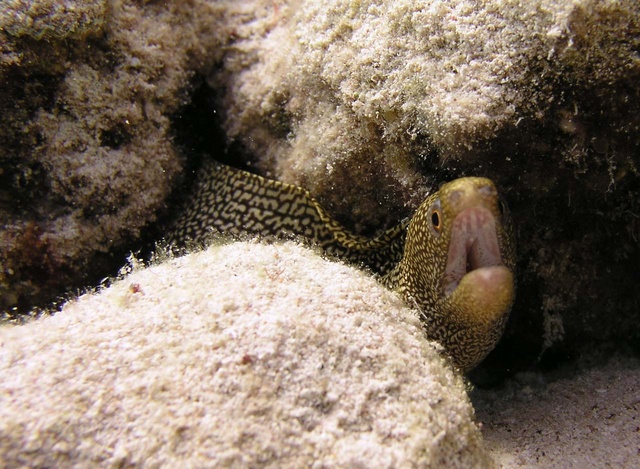 Eel 4