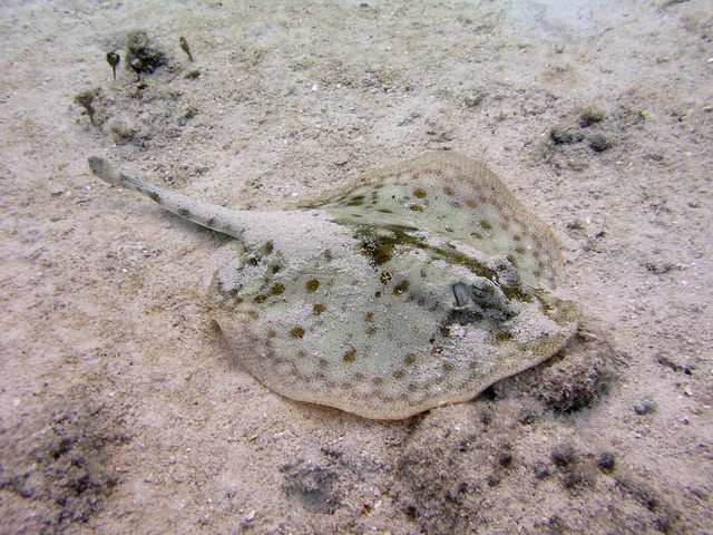 Stingray 1