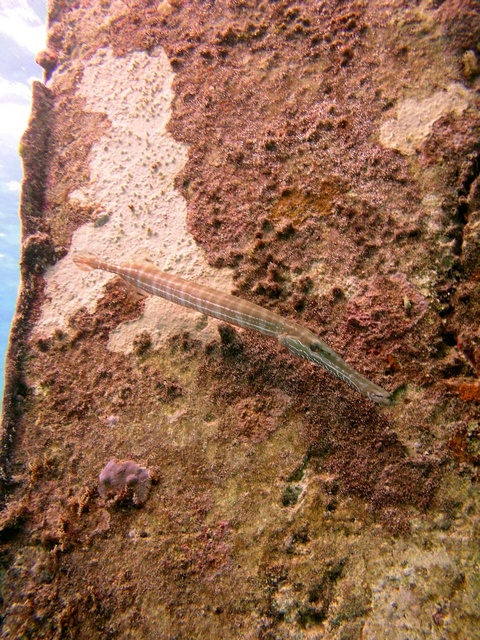 Trumpet fish