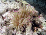 Pink tip Anemone