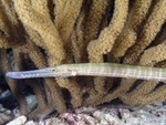 Trumpet fish