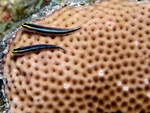 Gobies