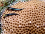 Gobies