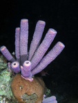 Purple Sponge