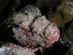 Scorpionfish