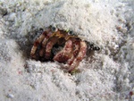 Hermit Crab