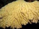 Yellow Coral