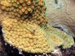 Goby on Coral