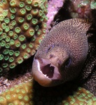 Moray Eel