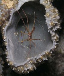 Arrow Crab