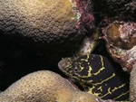 Moray Eel