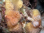 Christmastree Worms