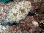 Peacock Flounder