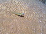 Goby on Coral