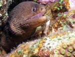 Moray Eel