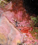 Coral Banded Shrimp