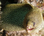 Moray Eel