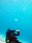 Bubble Rings