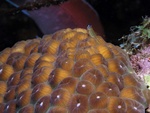 Goby on Coral